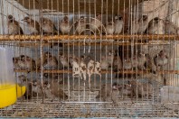 Animal market, Baghdad