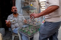 Animal market, Baghdad