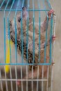 Animal market, Baghdad