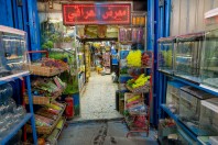 Animal market, Baghdad