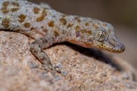 Asaccus sp., Qara Dagh