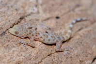 Asaccus sp., Qara Dagh