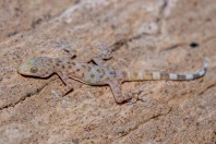 Asaccus sp., Qara Dagh