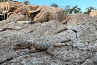 Asaccus sp., Qara Dagh
