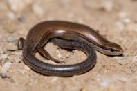 Ablepharus pannonicus, Qara Dagh