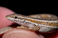 Ophisops elegans, Qara Dagh