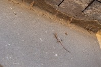 Laudakia nupta, Qoratu