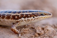 Heremites septemtaeniatus, Qoratu