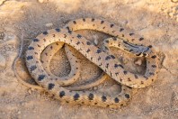 Platyceps karelini
