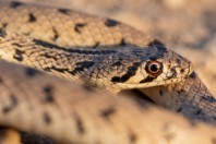 Platyceps karelini