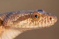 Spalerosophis diadema