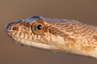 Spalerosophis diadema