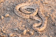 Spalerosophis diadema