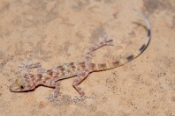 Asaccus sp., Hawsh Korw