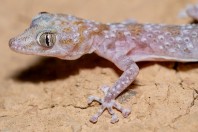 Asaccus sp., Hawsh Korw