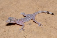 Asaccus sp., Hawsh Korw