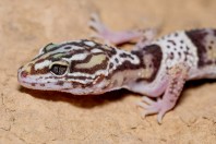 Eublepharis angramainyu, Hawsh Korw