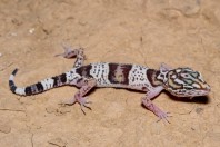 Eublepharis angramainyu, Hawsh Korw