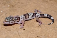 Eublepharis angramainyu, Hawsh Korw