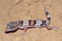 Eublepharis angramainyu, Hawsh Korw