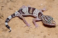 Eublepharis angramainyu, Hawsh Korw