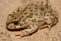 Bufotes viridis, Hawsh Korw