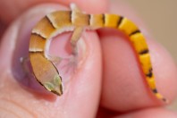 Microgecko fasciatus, Said Mustafa