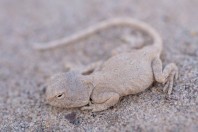 Trapelus sp., Said Mustafa