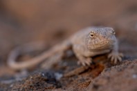 Trapelus sp., Barlut