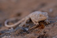 Trapelus sp., Barlut