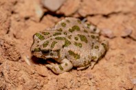 Bufotes viridis, Barlut