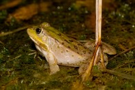 Pelophylax bedriagae, Barlut