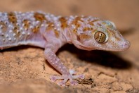 Asaccus sp. Barlut