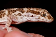 Bunopus tuberculatus, Barlut