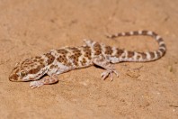 Bunopus tuberculatus, Barlut