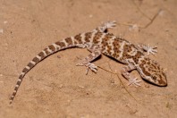 Bunopus tuberculatus, Barlut
