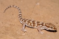 Bunopus tuberculatus, Barlut