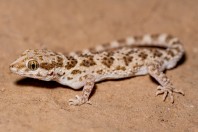 Bunopus tuberculatus, Barlut