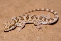 Bunopus tuberculatus, Barlut