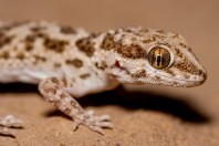 Bunopus tuberculatus, Barlut