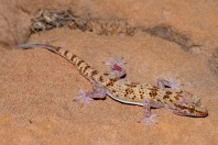 Hemidactylus romeshkanicus, Barlut