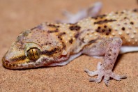Hemidactylus romeshkanicus, Barlut