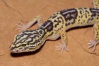 Eublepharis angramainyu, Barlut