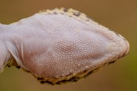 Eublepharis angramainyu, Barlut