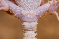 Eublepharis angramainyu, Barlut