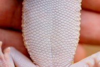 Eublepharis angramainyu, Barlut