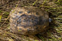 Testudo graeca, Qara Dagh