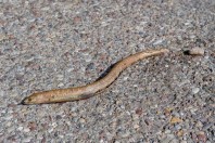 Pseudopus apodus, Qara Dagh