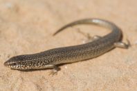 Chalcides ocellatus, Negev
