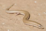 Chalcides sepsoides, Negev